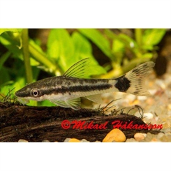 Sugemalle Otocinclus macrospilus 