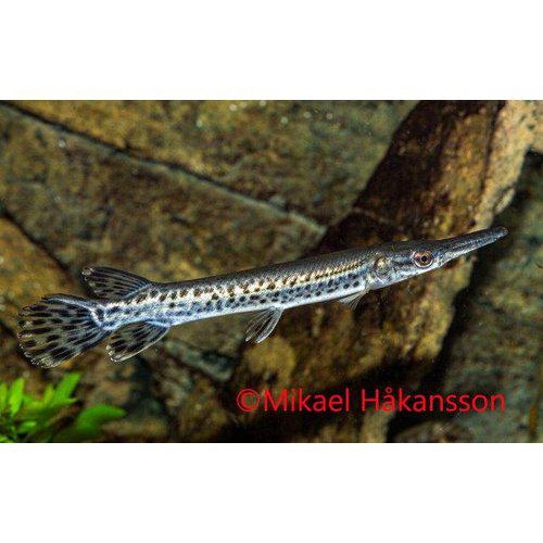 Atractostenus spatula