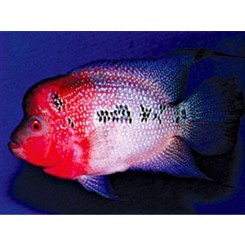 Flowerhorn Grade A 5cm