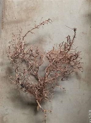 Aquascaping root 35-45 cm - Assorteret pluk