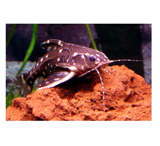 Agamyxis pectinifrons 