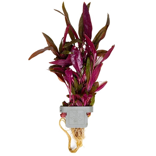 Alternanthera reineckii Pink 023 CLP
