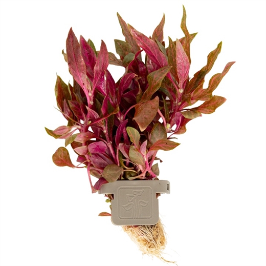 Alternanthera reineckii Rosanervig 023D CLP
