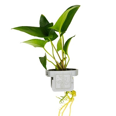 Anubias gracilis 101D CLP