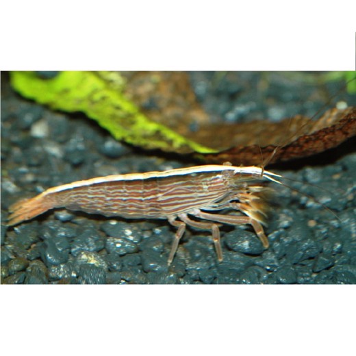 Atyopsis Moluccensis 