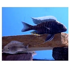 Aulonocara Blue orchide 