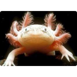 Axolotl mixede farver