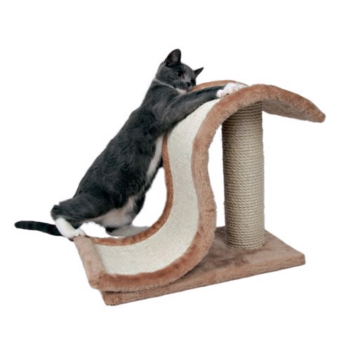 Inca Kattetræ, 39 cm