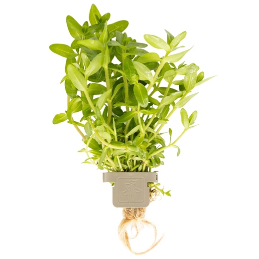 Bacopa caroliniana 043 CLP