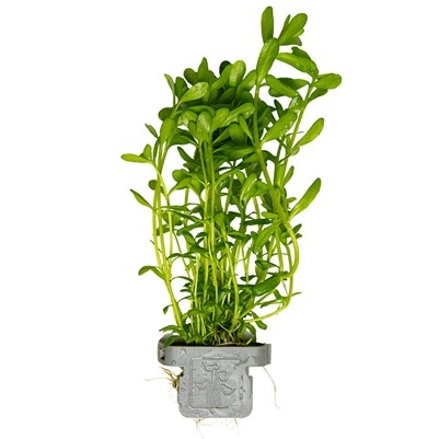 Bacopa monnieri Compact 044A CLP