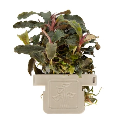 Bucephalandra diabolica Kedagang 139B CLP