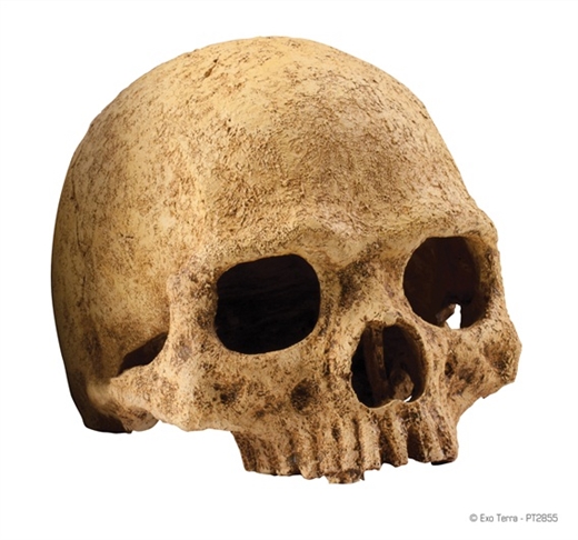 Cave Skull - Exoterra - Længde 15 cm