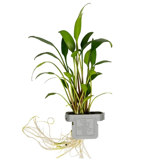 Cryptocoryne x willisii 107 CLP