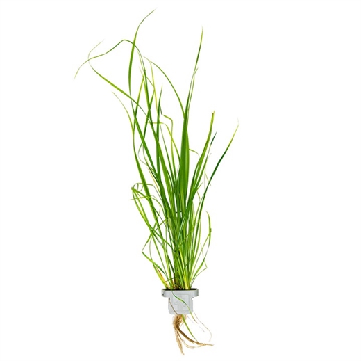 Cyperus helferi 133A CLP