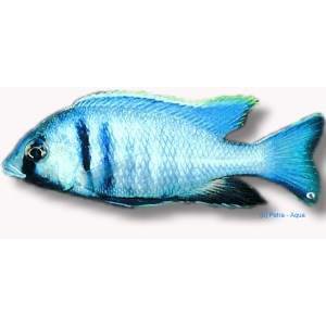 Malawiciklide Cyrtocara elektra