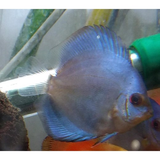 Discus blue diamond
