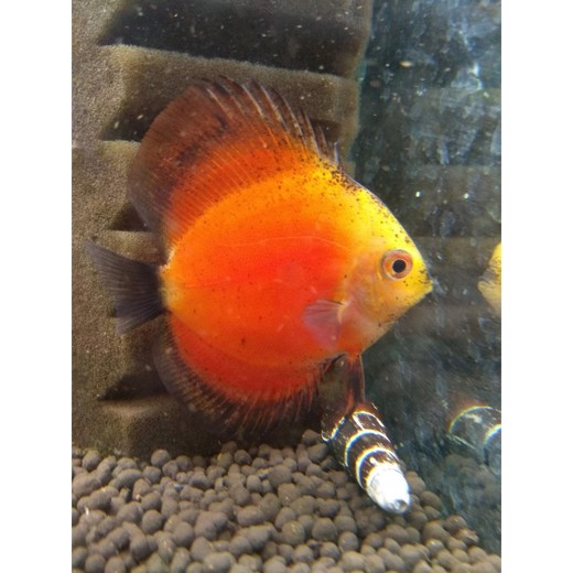 Discus red melon 8-9cm
