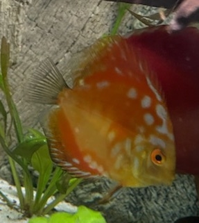 Discus  Panda Pigeon gul