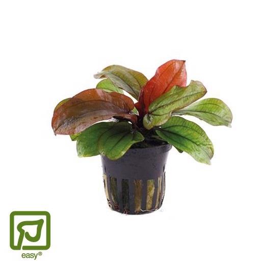 Echinodorus Reni potte - blisterpakke - 1stk