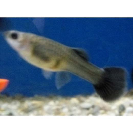 Guppy black phantom hun