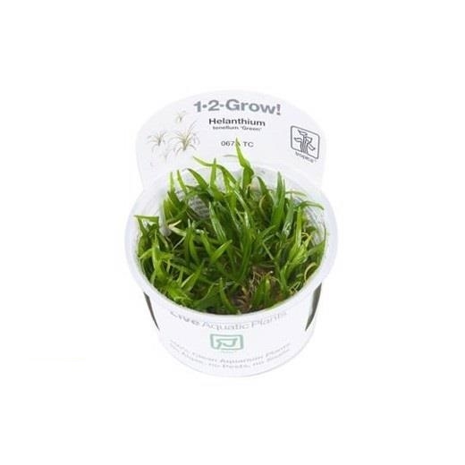 Helanthium tenellum Green 1-2-grow