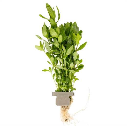 Hygrophila polysperma 050 CLP