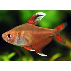 Tetra Rosen hvid finnet