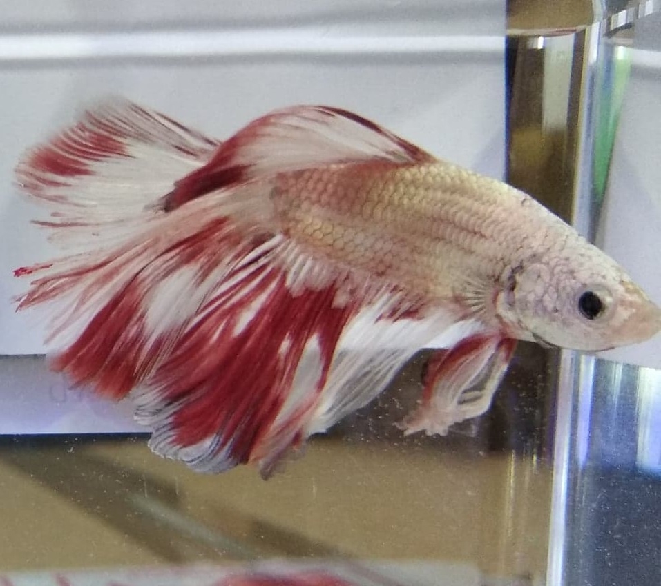 Kampfisk Rosetail Han