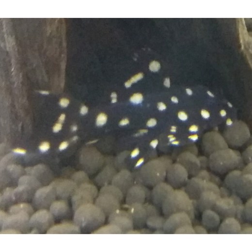 Sugemalle L097 Pseudoacanthicus sp