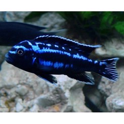 Malawiciklide, Melanochromis Johannii
