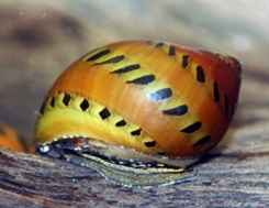 Snegl tiger, Neritina sp.tiger 
