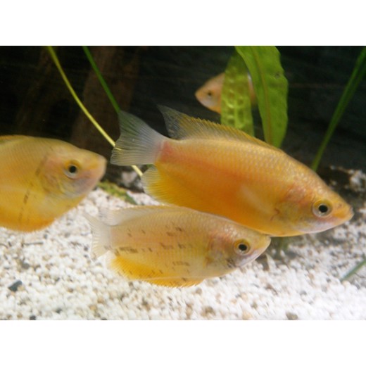 Gurami labiosa orange