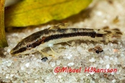 Sugemalle Otocinclus huaoranius VF