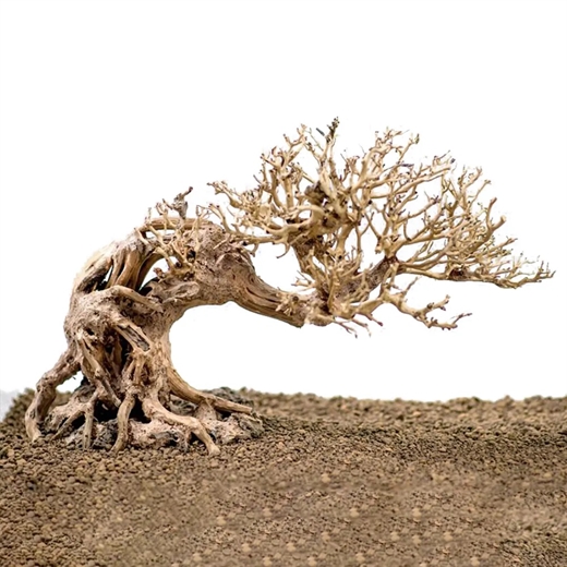 Ozami Bonsai Wood 23x17x10cm - trærod