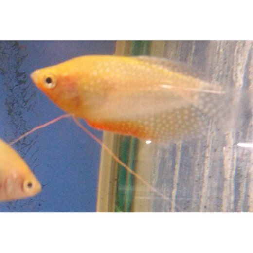 Gurami Guld Perle 