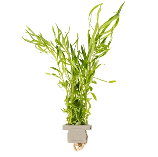 Pogostemon quadrifolius 053I CLP
