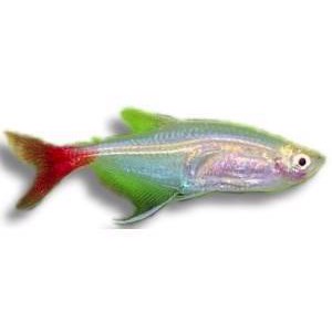 Glas blodfinne tetra