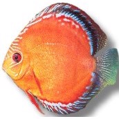 Discus Red Alenger