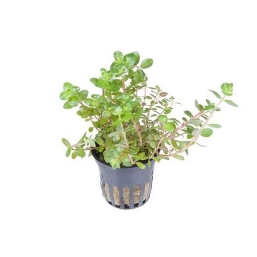 Rotala rotundifolia potte - blisterpakke