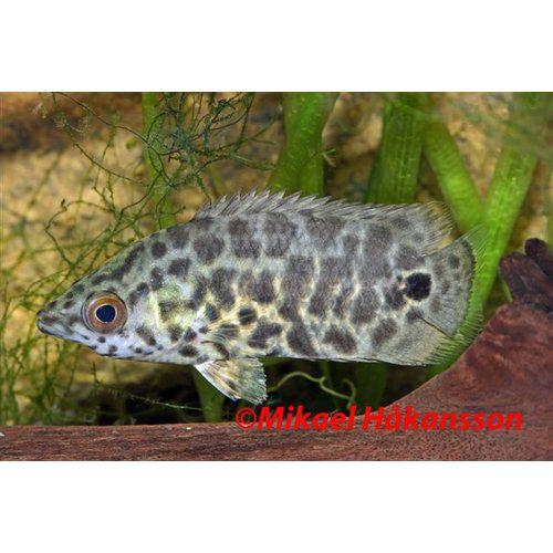 Ctenopoma acutirostre