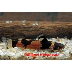 Microglanis iheringi