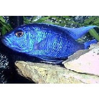 Malawiciklide, Blå Ahli 