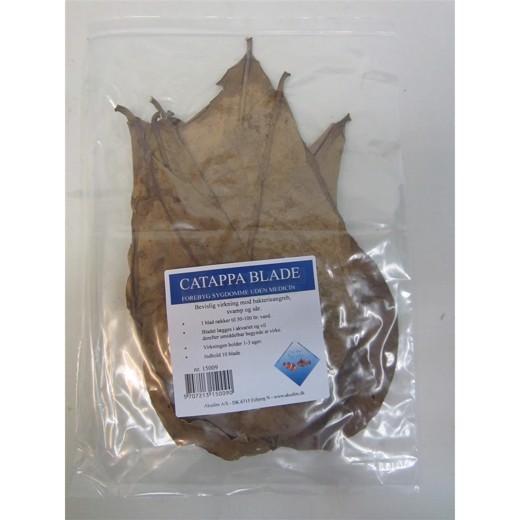 Catappa blade  10 stk