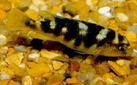 Malawiciklide, Pseudotropheus Crabro
