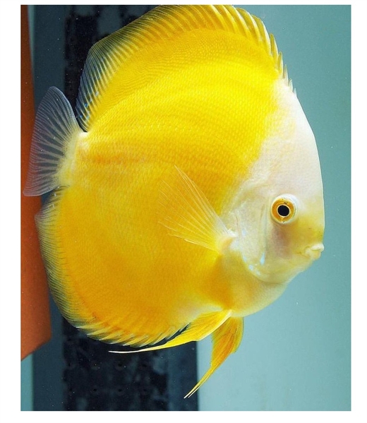 Discus gul melon 8-9cm
