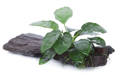 Anubias barteri nana på rod