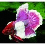 KampFisk Han  Elephant , betta splendens super delta