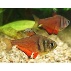 Tetra Rød Flamme diamant Rio