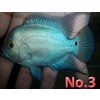 Cichlasoma sp. thai silk flowerhorn 9-10cm
