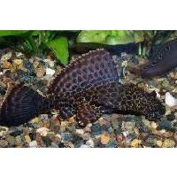 Sugemalle Gippeseps 6-7cm